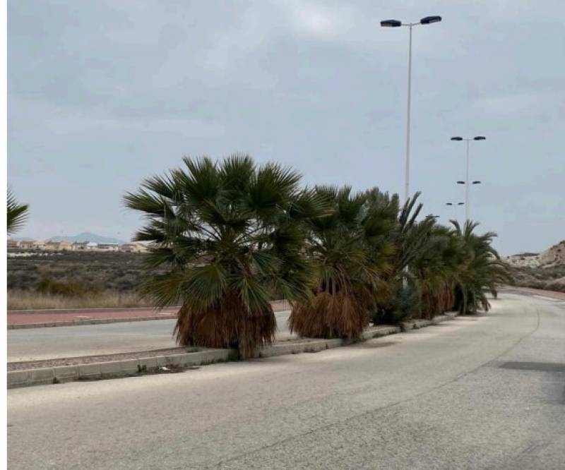 Camposol gardening groups deal with palm trees as Council contract proceeds slowly