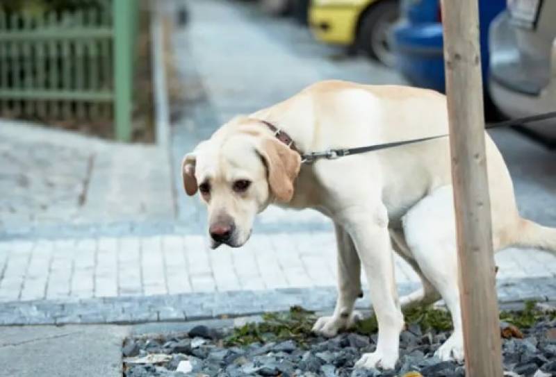 Mazarron dog mess clean-up campaign gets serious, including Camposol