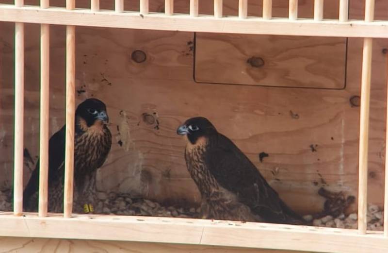 Murcia City Council enlist three new falcons to keep the pigeon population under control