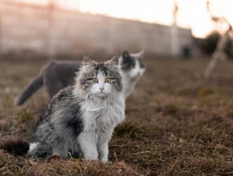 Lack of control in Orihuela Costa’s feline colonies raises concerns