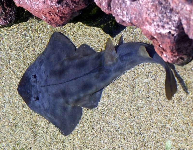 Murcia's coast becomes safe haven for endangered guitarfish and other rays