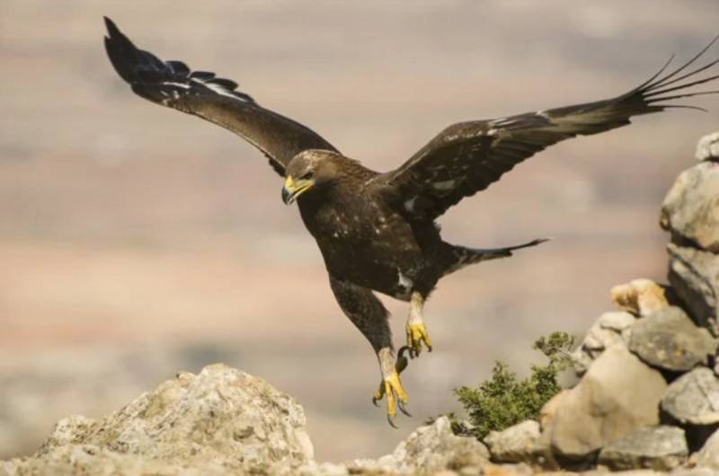 Exciting ways to see the wildlife of the Region of Murcia!