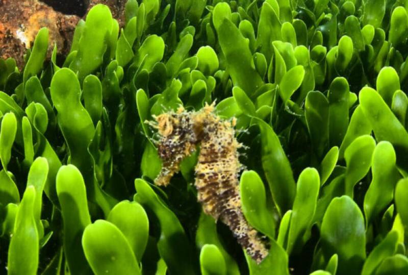 The best snorkelling sites in the Region of Murcia!