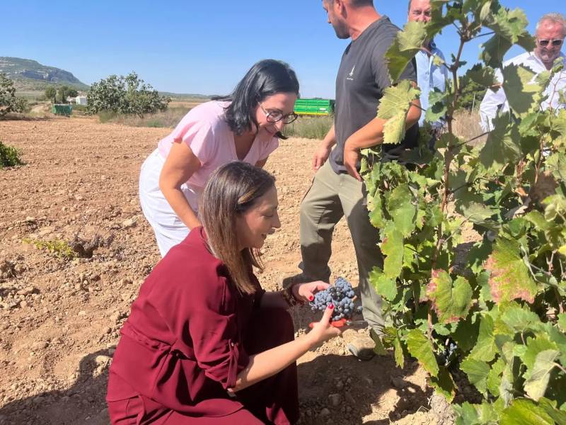Murcia's wine sector receives €8 million boost as 2025 grape harvest begins