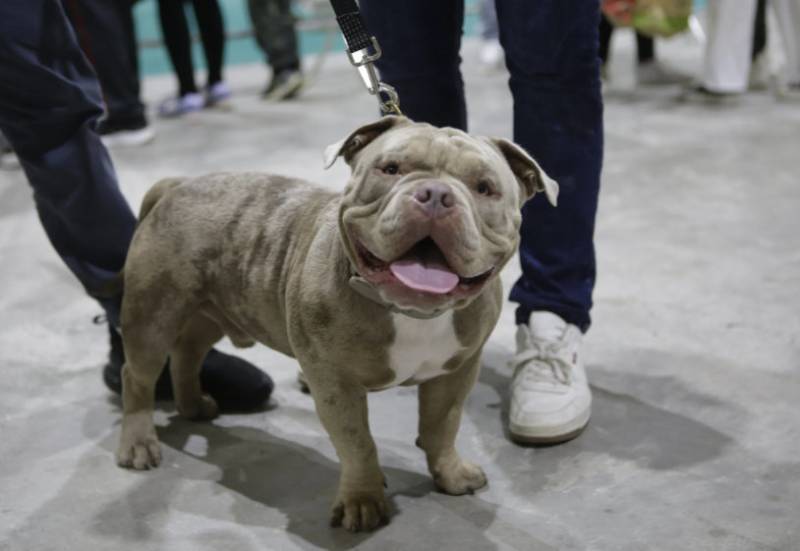 November 8 and 9 Discounted admission to the annual Dog Show and Pet Fair at the at the IFEPA exhibition centre in Torre Pacheco