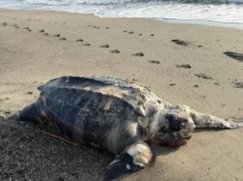 Leatherback turtle found dead on eastern coast of La Línea