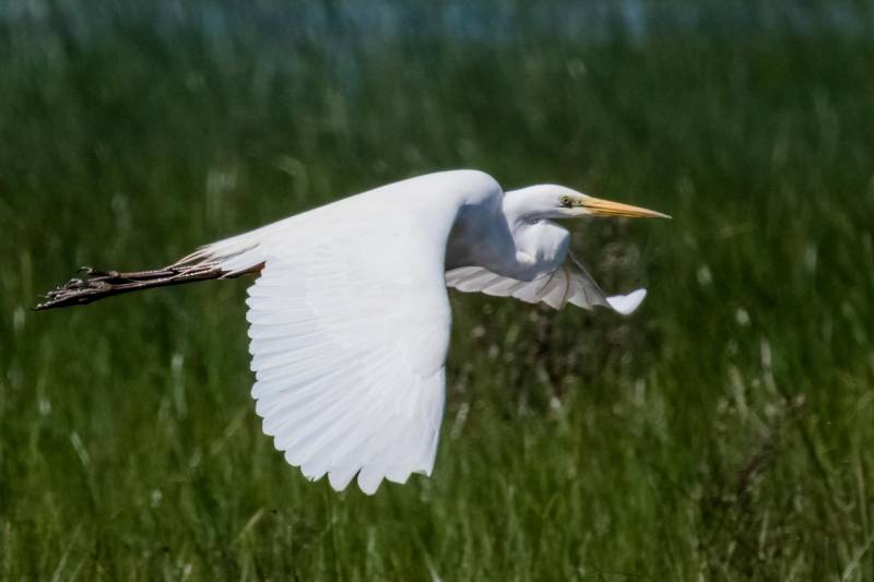 Doñana celebrates a remarkable year for waterfowl, while Malaga's volunteers plant trees to fight climate change