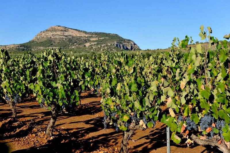 April 26 Guided ENGLISH LANGUAGE tour of Monte Arabí in Yecla including the prehistoric rock art 