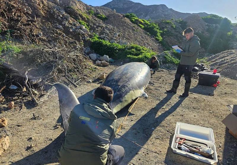 Investigation under way after four whales stranded along the Murcia and Almería coasts in one day