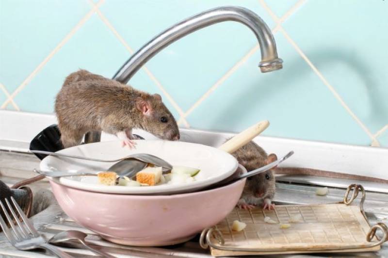 Three people die from Hantavirus on cruise ship bound for the Canary Islands