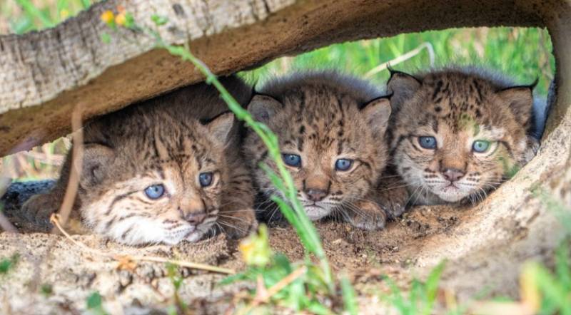 Iberian lynx comeback continues as 31 kittens born in Spanish breeding centres
