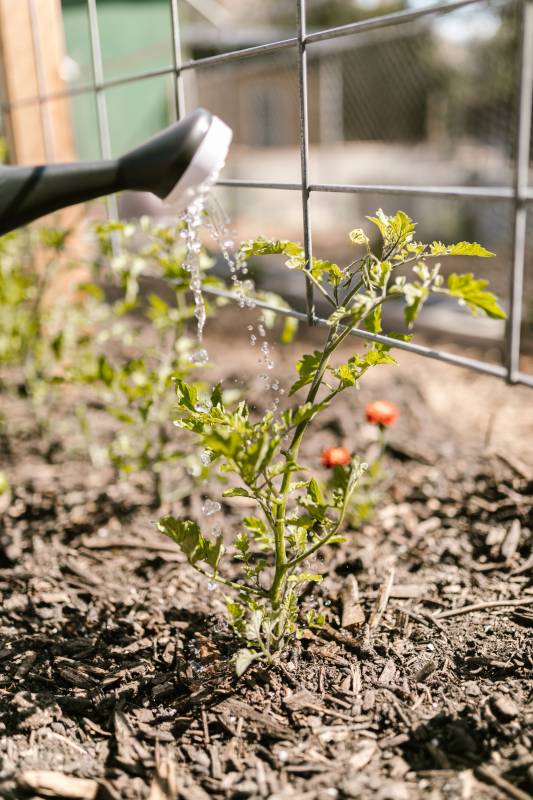When to water your plants during a Spanish heat wave, and why getting it wrong wastes more than just water