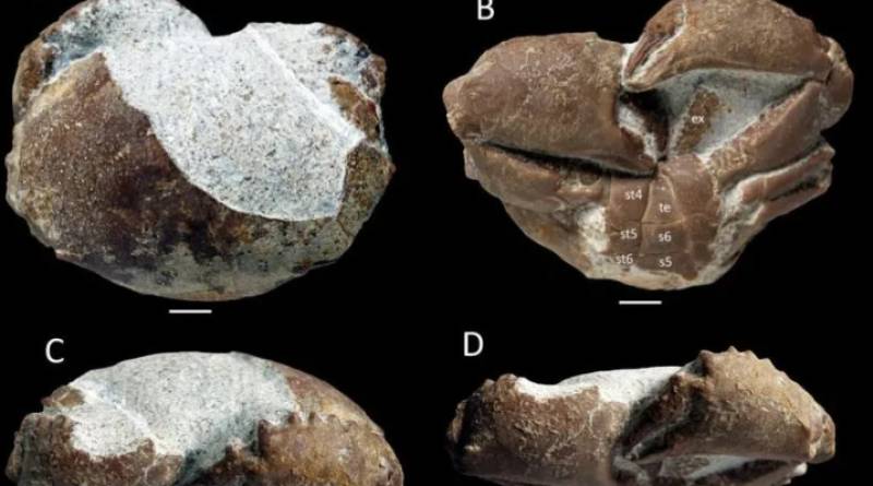 A 35-million-year-old crab fossil found in Mallorca has never been seen before on the Iberian Peninsula