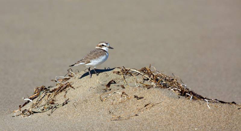 There could be a bird's nest hidden in the sand right where you're about to put your towel down