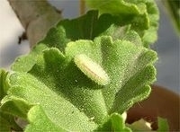 The Geranium moth in Southern Spain